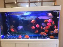 -华夏良子(京密路店)