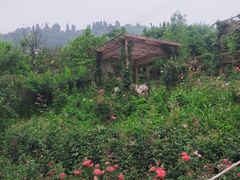 -正宗火盆自助烧烤·烤全羊·柴火鸡(龙泉山店)