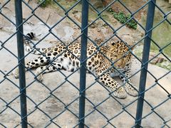 -大连森林动物园