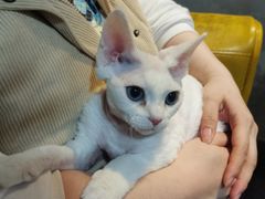 -70cat德文卷毛猫·缅因猫纯种猫舍