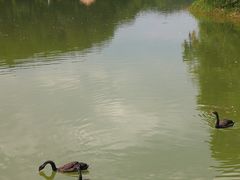-千岛湖龙川湾