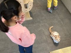 -飞行喵MR PILOT|猫舍·猫咖(静安大融城店)