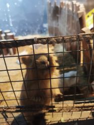 -酷嗒动物文化乐园(cutezoo西溪乐天城店)