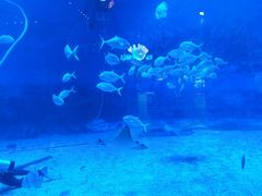 -烟台海昌鲸鲨海洋公园