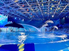 -海合安青岛极地海洋公园