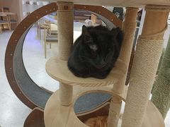 -喵园·猫主题咖啡厅·撸猫·猫咖(国贸店)