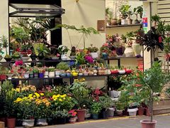 -溪岸路花鸟市场