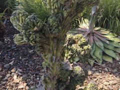 -墨尔本皇家植物园