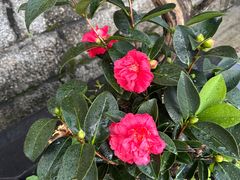 -罗浮山-南楼寺