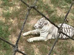 -西霞口神雕山野生动物世界