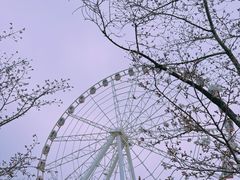 -顾村公园