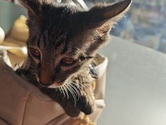 -佑安动物医院·全科·内窥镜中心(幸福巷店)