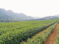 -中国茶叶博物馆(双峰馆区)