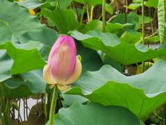 -莲花池公园