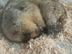 -怪兽屋·羊驼·猫咖·狗咖(俊华广场店)