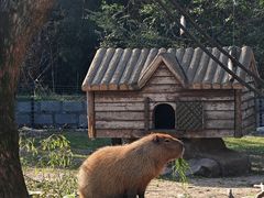 -上海野生动物园