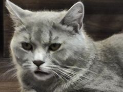 -猫岛主趣味餐厅(鼓浪屿店)
