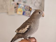 -吉丁鸟咖·异宠·寄养