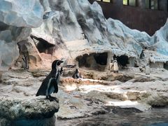 -帝企鹅自助餐厅•儿童岛•真企鹅(长隆企鹅酒店)