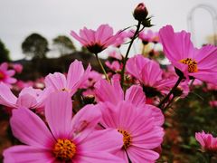 -天适樱花悠乐园