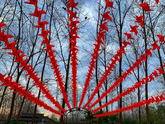 -合肥滨湖国家森林公园