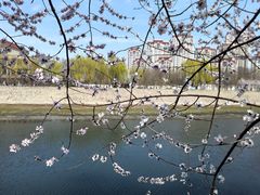 -桃花堤公园