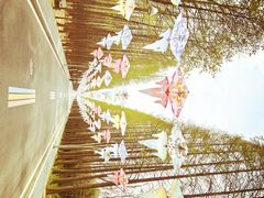 -日照海滨国家森林公园