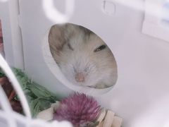 -钓仓鼠(洋桥北里小区店)