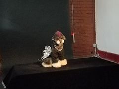 -超宠爱宠物摄影-Super pet
