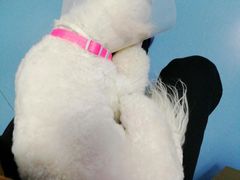 -芭比堂动物医院·犬猫全科·异宠专科(雁塔分院)