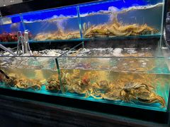 -苏格里岛自助烤肉海鲜火锅(成都金牛万达店)