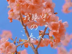 -顾村公园