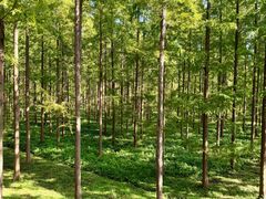 -黄海国家森林公园