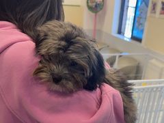 -有喵·猫咖·狗咖·30几只猫10只小狗(岗厦店)