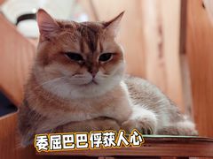 -MOCHA明星猫咖(田子坊店)