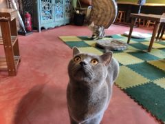 -猫猫幼稚园·撸猫·桌游·电玩