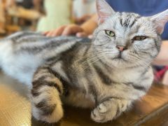-猫猫幼稚园·撸猫·桌游·电玩