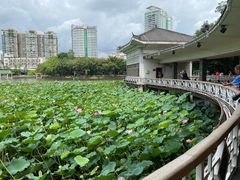 -荔湾湖公园