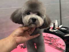 -宠福鑫康馨动物医院·骨科·眼科