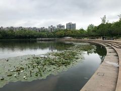 -新江湾城公园