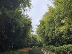 -铁山坪森林公园