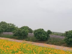 -西京湾花海