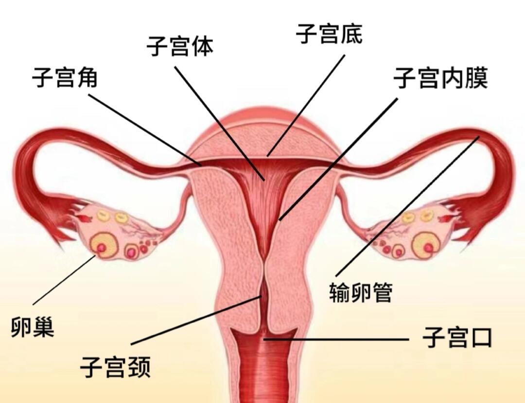 子宫底在哪个位置图片图片