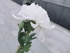 -侵华日军南京大屠杀遇难同胞纪念馆