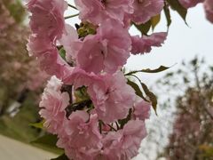 -长白岛森林公园