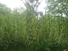 -尚贤河湿地