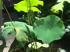 -吴越荣记苏州菜·松鼠桂鱼100%活鱼现做(斜塘老街店)