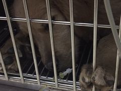 -瑞派雷欧宠物医院·中兽医·眼科·急重症转诊中心(黄台店)