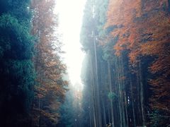 -山王坪喀斯特国家生态公园