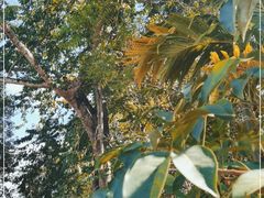 -西双版纳傣族园